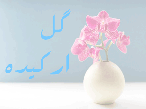 تولد ۲ گورخر دیگر در گرمسار