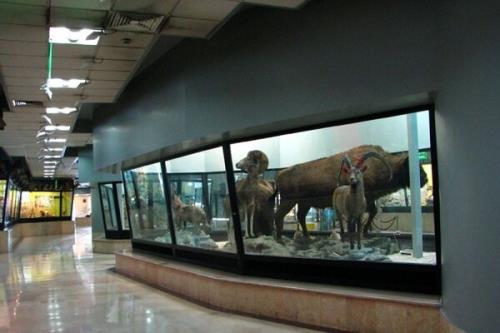 درخشش موزه های تاریخ طبیعی در آئین انتخاب موزه برتر (ایکوم)